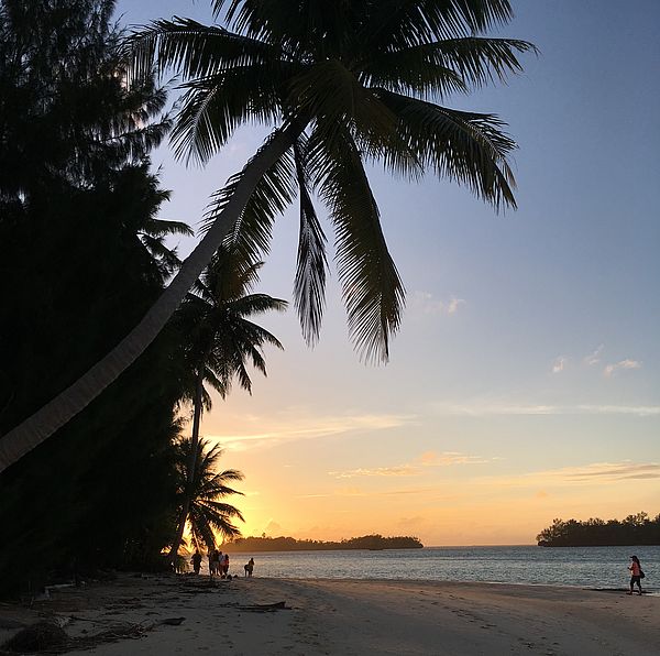 sunset on the beach with palm trees