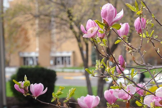 dogwood tree in bloom in front of the university church