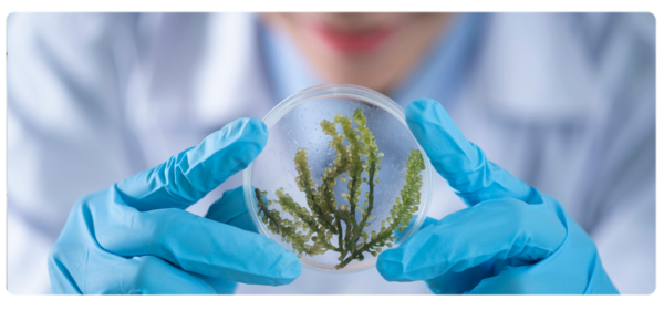 Scientist holds up sample being studied