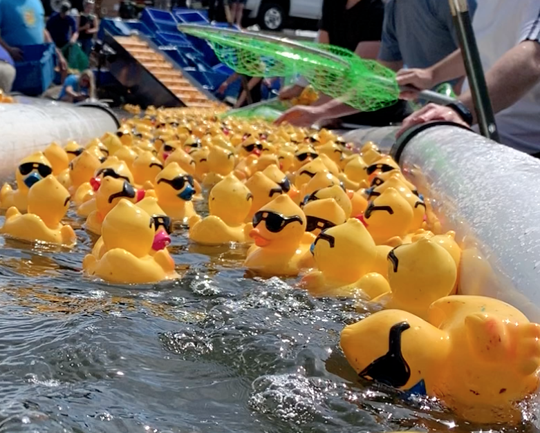 Close-up shot of the yellow rubber duckies floating in the river before being assisted toward the Ducky Conveyor behind them.